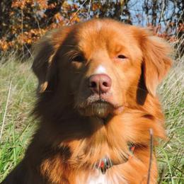Ranger - Nova Scotia Duck Tolling Retriever