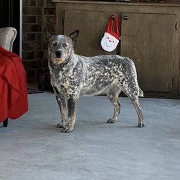 Reba - Australian Cattle Dog