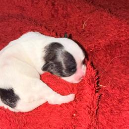Eloise - Cream female Havanese puppy in Laurel, Indiana from Honey-Bee Home Havanese