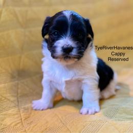 Cap - Black and white male Havanese puppy in Lovingston, Virginia from Tye River Havanese