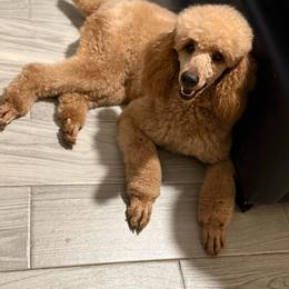 Leo - Red  male Poodle puppy in Texas from Zoway's Poodles