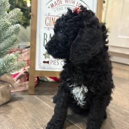 Fleur De Lis - Black female Goldendoodle puppy in Camden, North Carolina from Oopsie Doodles of NC