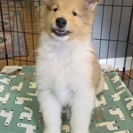 Collie Puppies from Curtain Call Collies