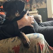 Girl 1 - Black and rust Beauceron puppy in Patten, Maine from Beaucerons De La Valle Katahdin