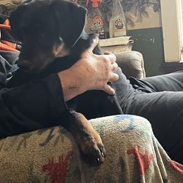 Girl 1 - Black and rust Beauceron puppy in Patten, Maine from Beaucerons De La Valle Katahdin