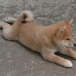 Shiba Inu and Yorkshire Terrier Puppies from Royal Kennels