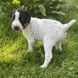 German Shorthaired Pointers from Leslie's GSPs