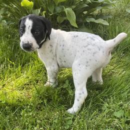 German Shorthaired Pointers from Leslie's GSPs