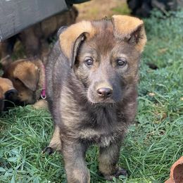 German Shepherds from 307 German Shepherds