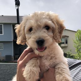 Goldendoodle and Golden Retriever Puppies from Utah Goldens