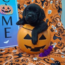 Puppy 3 - Black female Labrador Retriever puppy in Centreville, Maryland from Barbihaus Kennels