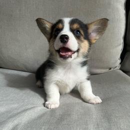 Bettie - White and black female Pembroke Welsh Corgi puppy in Riverside, California from Chases Dream Kennel