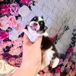 Tri and tan parti - Mojo Jojo - Tri-colored male Pomeranian puppy in Maynardville, Tennessee from Knox Posh Poms