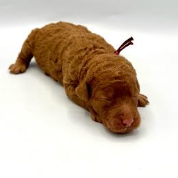 Daiquiri - Apricot female Goldendoodle puppy in Mount Pleasant, Tennessee from Doodle My Heart