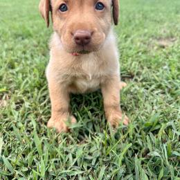 Pink - Yellow female Labrador Retriever puppy in Newton Grove, North Carolina from Wayalife Labradors & Gsp’s