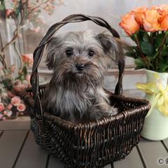 Flint - Brown male Mi-Ki puppy in Elizabeth, Colorado from Royal T Mi-Kis