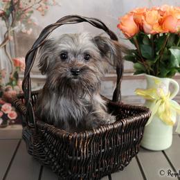 Flint - Brown male Mi-Ki puppy in Elizabeth, Colorado from Royal T Mi-Kis