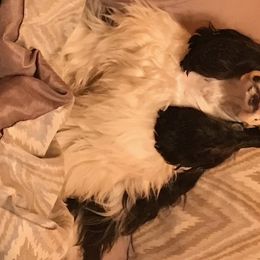 Piper  - Cocker Spaniel