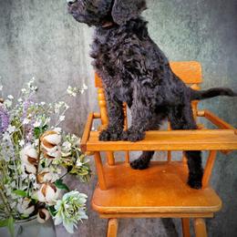 Dilute Retriever and Labradoodle Puppies from Von Bussler Labradoodles & Retrievers