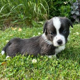 Oak (Red Collar) - Brindle and white male Cardigan Welsh Corgi puppy in Clio, Michigan from Old Oak Cardigans