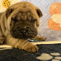 Green collar - Fawn male Chinese Shar-Pei puppy in Elkin, North Carolina from Martini Shar-Pei