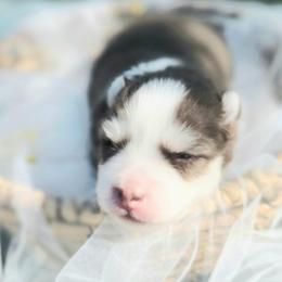 Nora - Chocolate female Pomsky puppy in Christiana, Tennessee from Smoky Mountain Pomskies