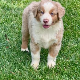 Flame - Red merle male Australian Shepherd puppy in California from Eagle River Aussies
