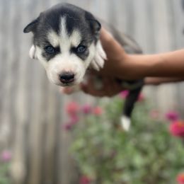 Siberian Husky Puppies from Husky Love and Pups