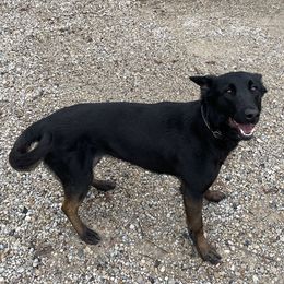 Laika - Belgian Malinois