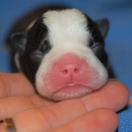 Boston Terrier Puppies from Oui Bostons