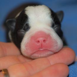 Boston Terrier Puppies from Oui Bostons