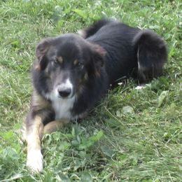 Rafe - Border Collie