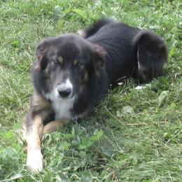 Rafe - Border Collie