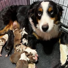 Miniature Australian Shepherd Puppies from Windy River Mini Aussie
