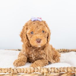 Chai - Goldendoodle puppy in Davie, Florida from ClassyDoodles