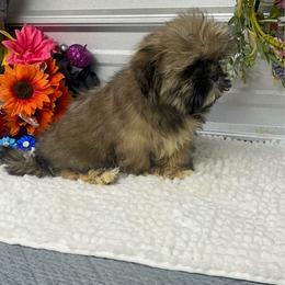 Dutton - Blue male Shih Tzu puppy in Elgin, South Carolina from Silver Bells Paw Prints