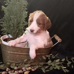 Black boy- Axel - Orange and white male Brittany puppy in Chehalis, Washington from Black River Brittany’s