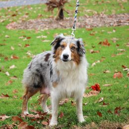 Noel - Australian Shepherd