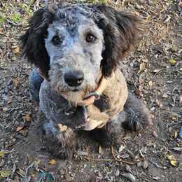 Sheepadoodle All Grown Up from Clevenger’s Sheepadoodle Fur Baby Farm