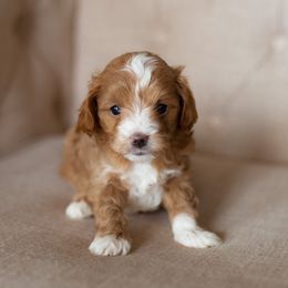 Aussiedoodle, Cockapoo, Miniature Australian Shepherd, and Poodle Puppies from Benson’s Red River Aussies