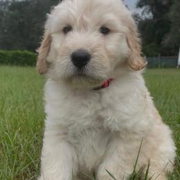 Goldendoodle puppies from AT Marvelous Kennels (AKA AT Marvelous Pet Services)