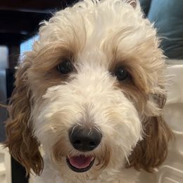 Goldendoodles and Golden Retrievers from GoldenDoodle Love