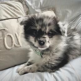 Leland - Pomeranian puppy from Pleasant Lake, Pom Pups