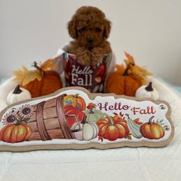 Orange collar - Red  male Poodle puppy in Bakersfield, California from Pups and Paws Toy Poodles