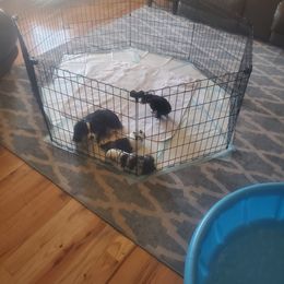 Toy Australian Shepherd Puppies from Patterson Aussies