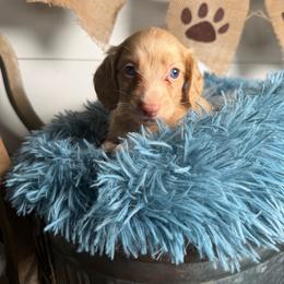 Mollie - Cream female Dachshund puppy in New Albany, Mississippi from Double A. Doxies