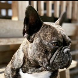 French Bulldogs from Savage Frenchies Ut