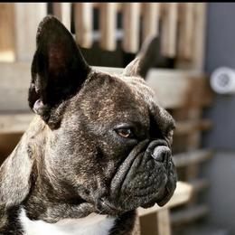 French Bulldogs from Savage Frenchies Ut