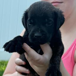 Rooster - Brindle male Mastiff puppy in Sioux Falls, South Dakota from Clearbrook Mastiffs