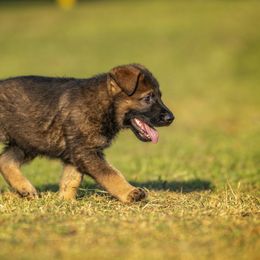 German Shepherd Puppies from Sommerfeld German Shepherds